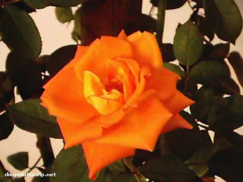 An orange rose among dark green leaves, signed diegodotta.zip.net in the corner