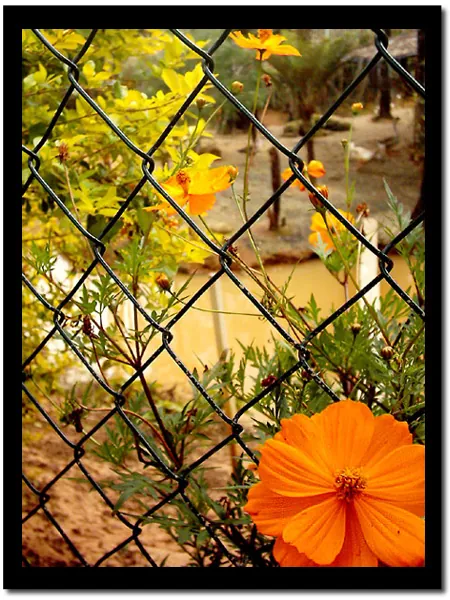Align Flower