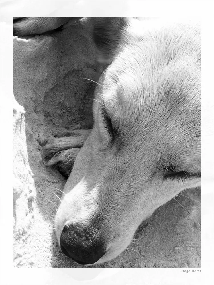 Vida de cão?, 2005