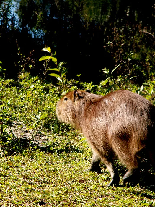 Capivara, 2005