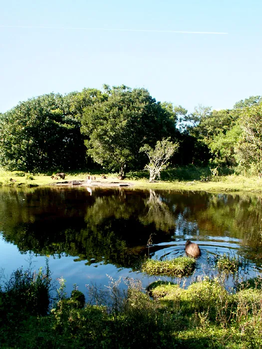 Piscina, 2005