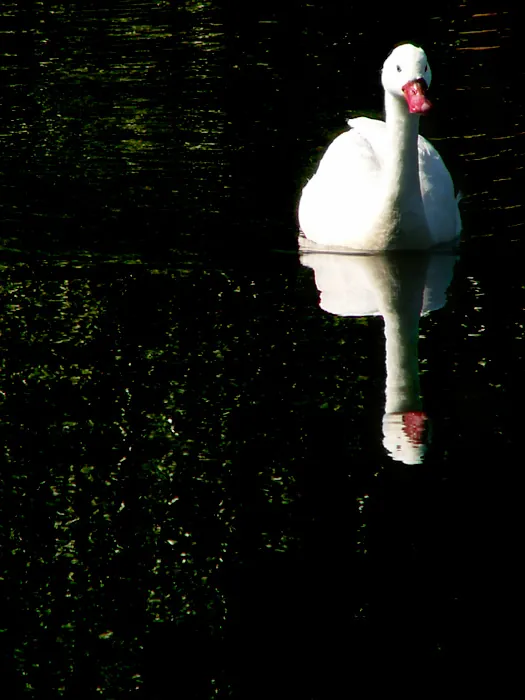 O Lago do Cisne, 2005
