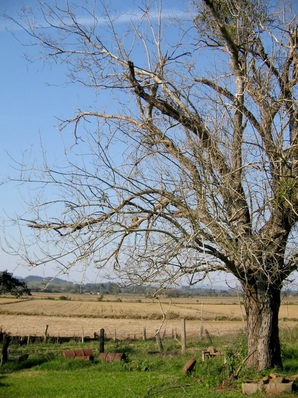 CentenĂĄria, 2005