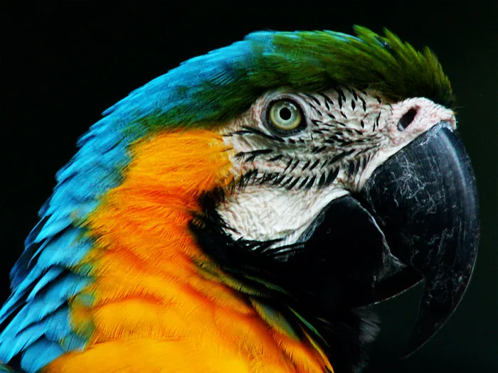 Arara, 2005