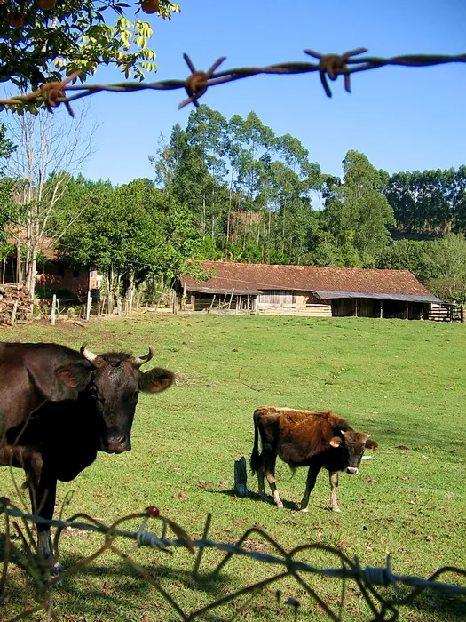 Em busca das padarias encantadas, 2006