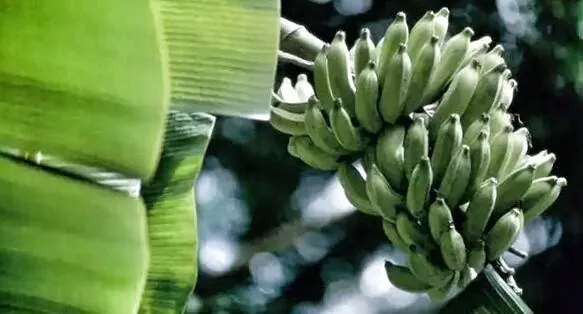 A bunch of green bananas hanging under a banana leaf.