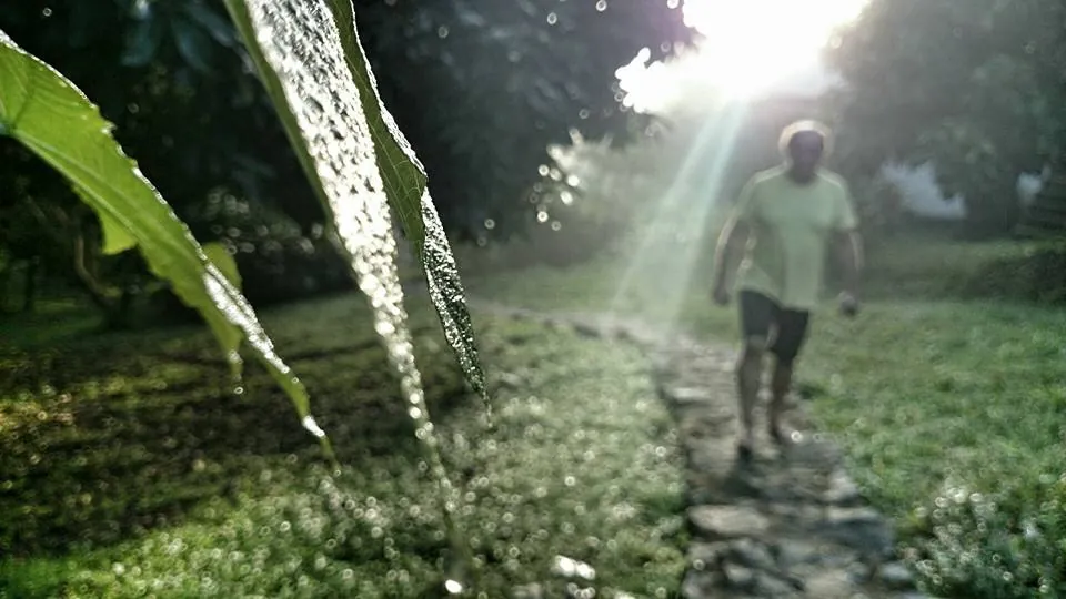 Someone walking along a stone path in the sunlight, past big tropical leaves.