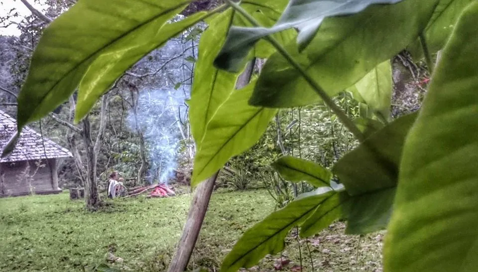 A wooden hut with smoke rising next to it, seen through the leaves of a plant.