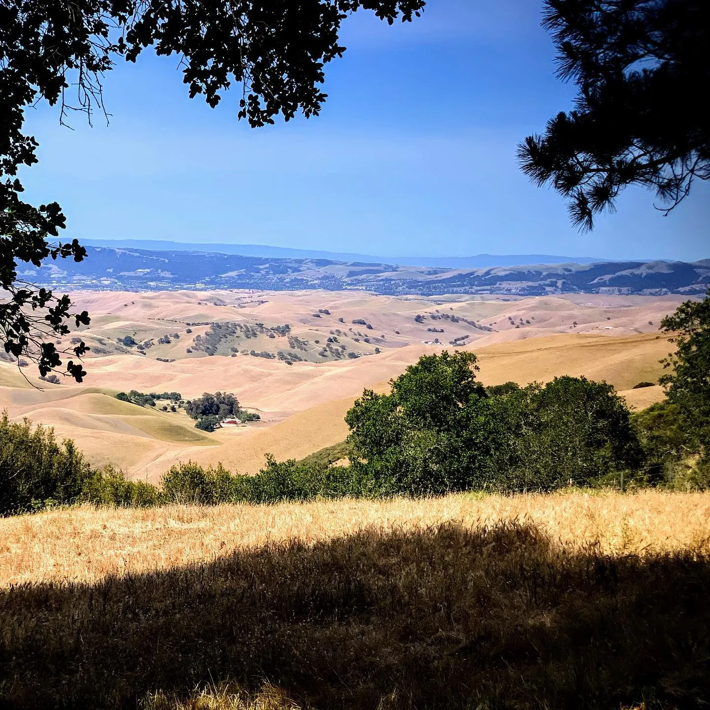 Golden hills and a wide valley seen from under the branches of an oak tree.