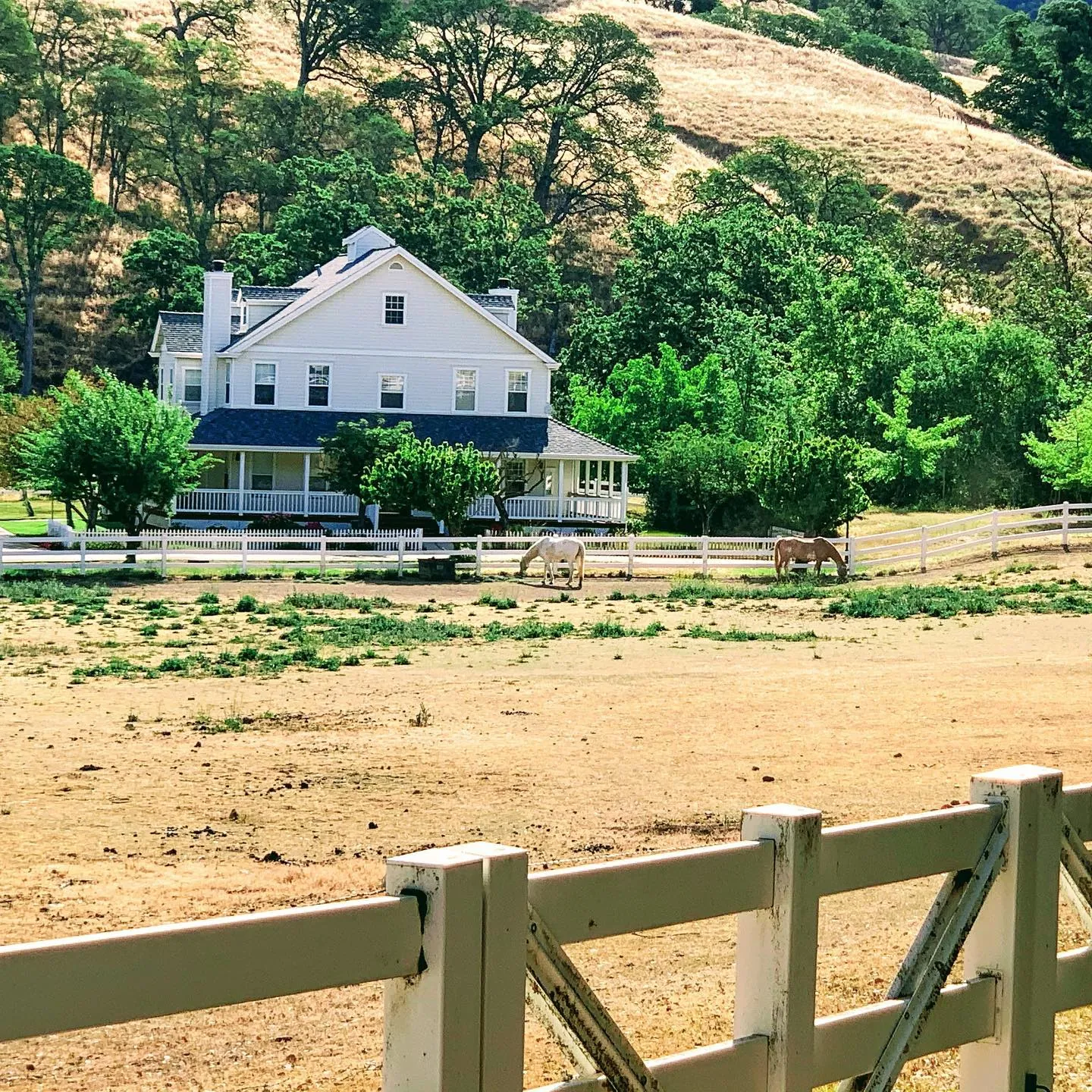 A white farmhouse behind a wooden fence, with oak trees on the hill.