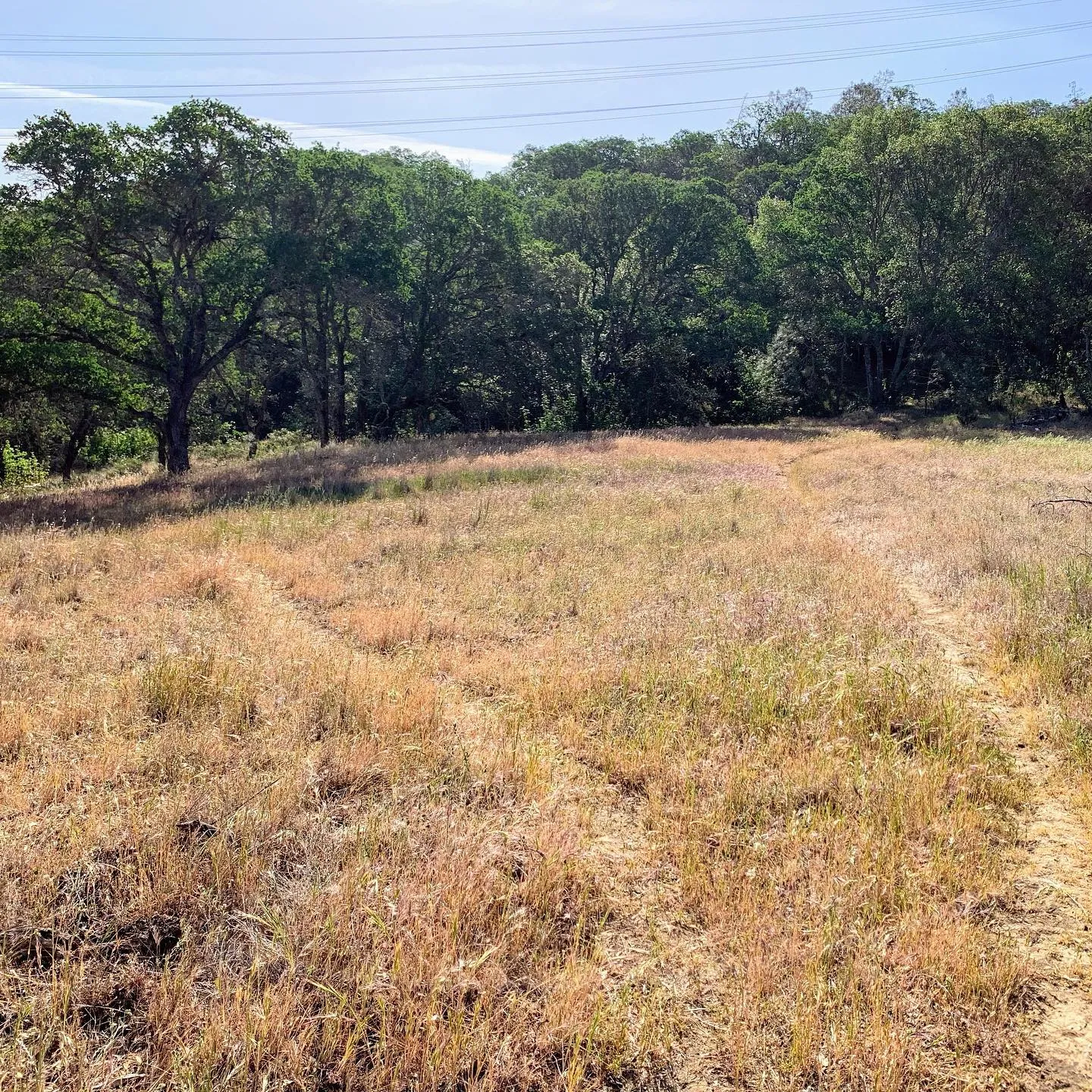 A dry meadow with a line of oak trees at the end.