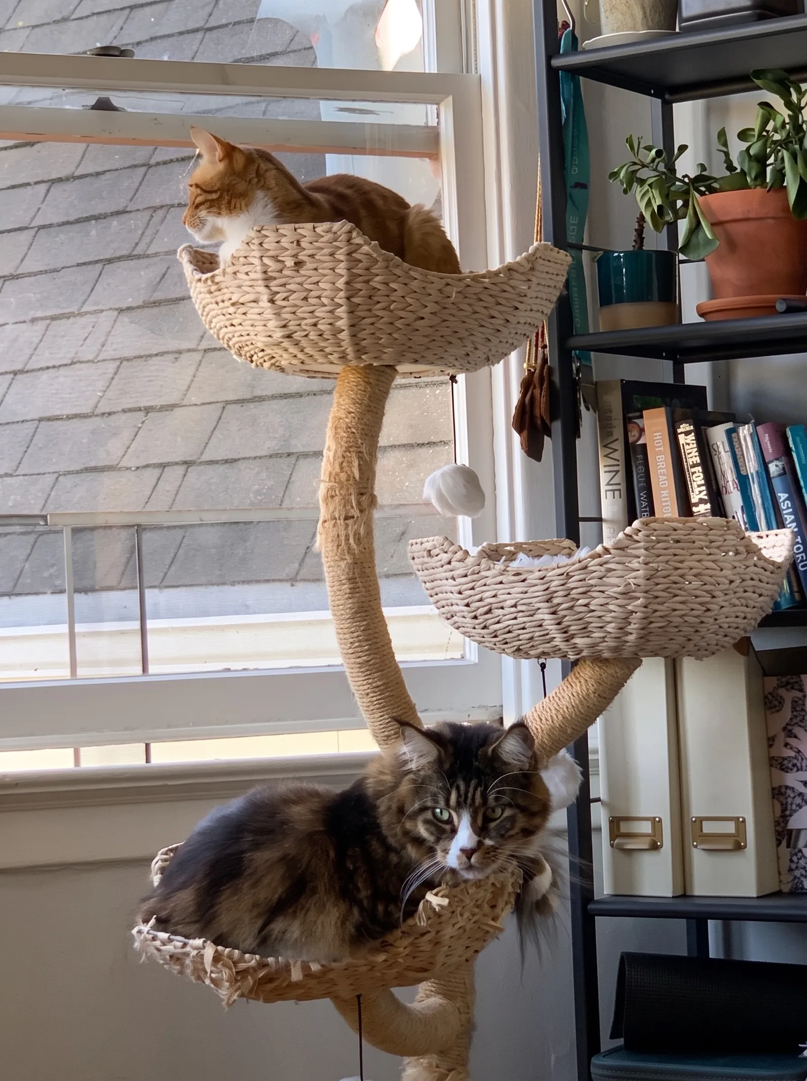 Two cats on a wicker cat tree by a window, a big fluffy brown tabby in the lowest basket and an orange and white cat in the top one